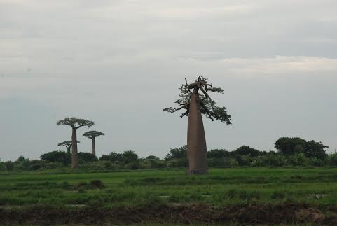 23 rasta baobab